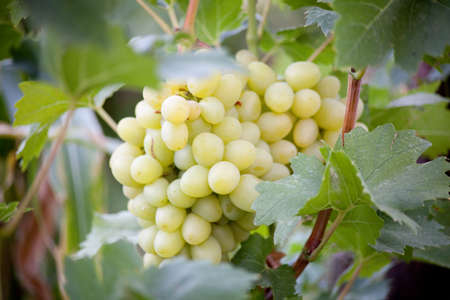 Green grape with leaves isolated on white. With clipping path.の写真素材