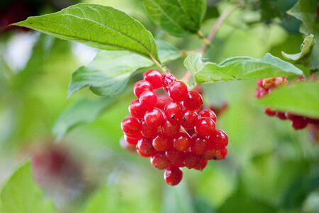 red berry ashberry on a tree in a summer gardenの写真素材