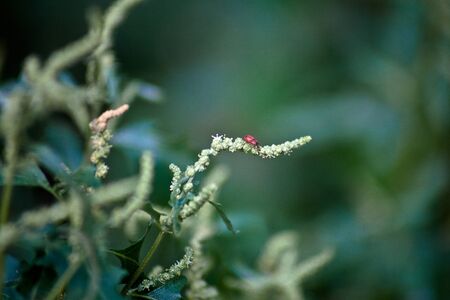 Grass on the field during sunrise. Agricultural landscape in the summer timeの写真素材