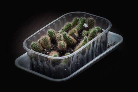 Selective focus close-up top-view shot on Golden barrel cactus Echinocactus grusonii cluster. well known species of cactus, endemic to east-centralの写真素材
