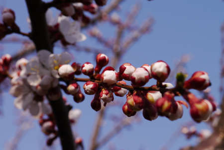 Spring Cherry blossoms, pink flowers.の写真素材