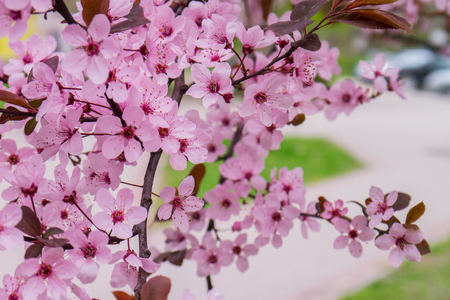 Beautiful cherry blossom sakura in spring time over blue sky.の写真素材