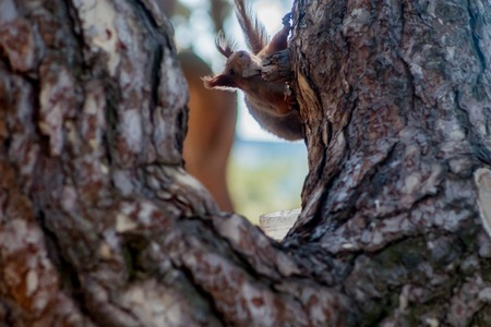 Red Squirrel sitting on a moss covered tree stump, whisker, eurasian, background