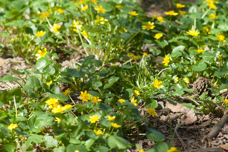 plants dandelions, happy, lightrays meadowflowers multiple plants plentyの写真素材
