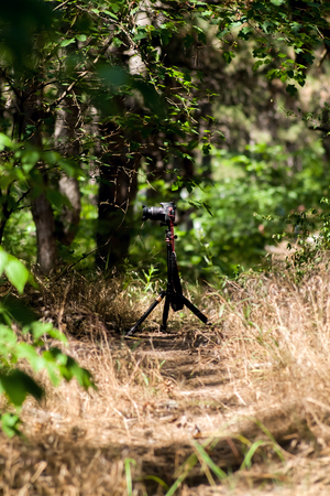 Photographer holds digital camera in his hand. Forest, beautiful sunbeams, mist give a wonderful atmosphere.の写真素材