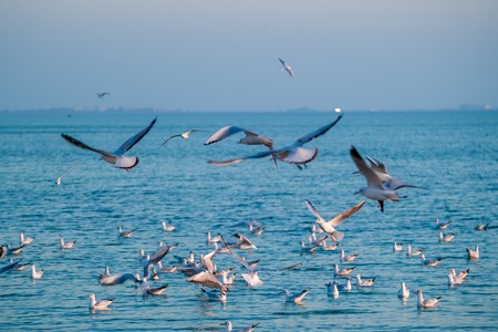 The flock of gulls feeding in the oceanの写真素材