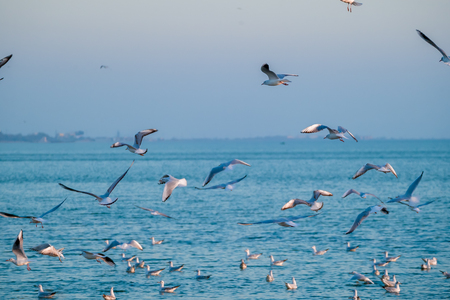 The flock of gulls feeding in the oceanの写真素材