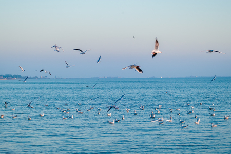 The flock of gulls feeding in the oceanの写真素材