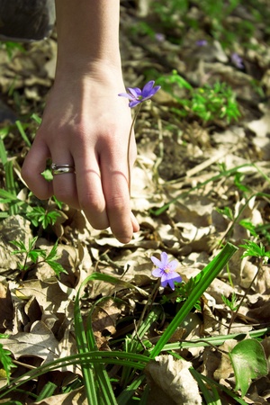 Flowerの写真素材