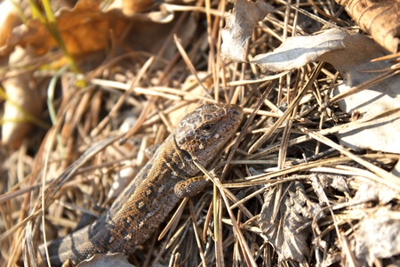 Lizard