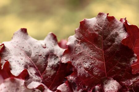 Saladの写真素材