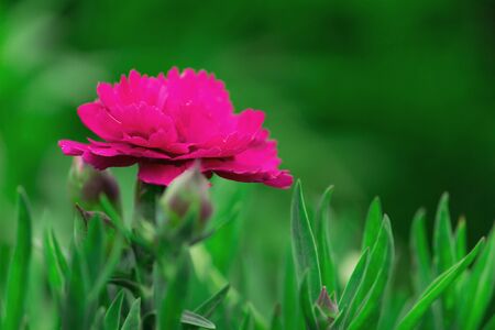 Flowerの写真素材