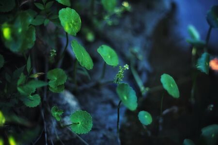 Plantの写真素材