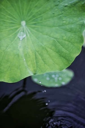 Lotus leafの写真素材