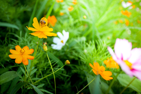 Flower with beeの写真素材