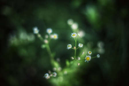 natural Plantの写真素材