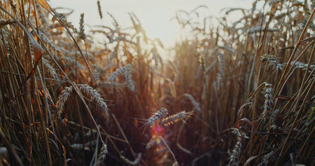 Golden Fields at Sunset Experience the Peaceful Serenity of Natures Breathtaking Beauty