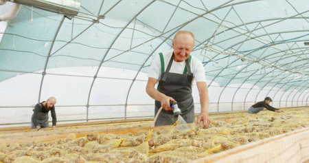A gardener is cultivating various crops in a greenhouse, optimizing growth in controlled conditionsの写真素材