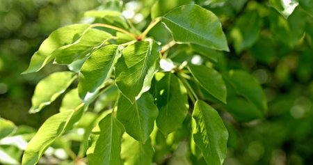 Lush and Vibrant Green Leaves Can Be Found on a Tree Surrounded by a Picturesque Nature Setting