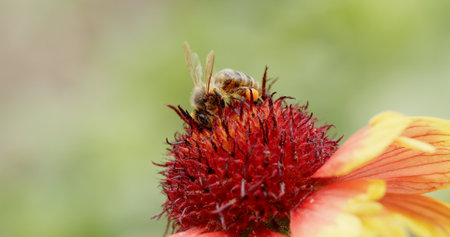 A Bee Resting on a Colorful Flower A Beautiful Representation of Natures Intricate Harmony