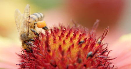 A Busy Bee Engaging in the Act of Pollinating a Stunningly Vibrant Flower in Nature Today