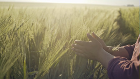 Happy male farmer inspecting rye crops in field on sunny day - slow motion