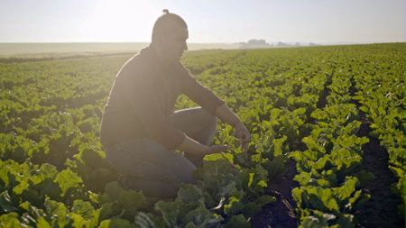 Farmer checking the quality of the sugar beets