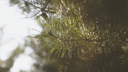 Pine branch in light. Close-up of pine branch with green needles in sunlight.