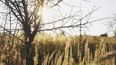 Field with dry grass and leafless trees in bright sunlight.