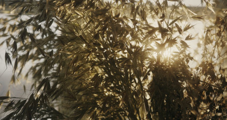 Sunlight Shining Through a Rye Bouquet Close-Up