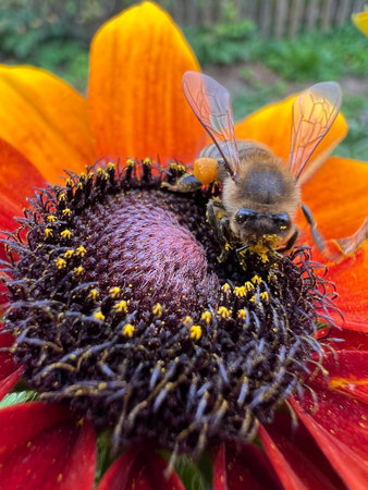 A CloseUp View of a Honeybee Actively Pollinating a Colorful and Vibrant Flower