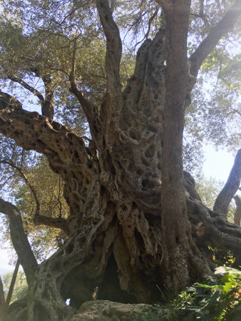 An Ancient Olive Tree Known for Its Gnarled Trunk and Its Beautiful, Lush Foliageの写真素材