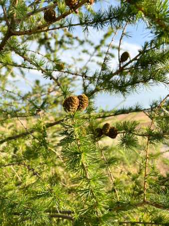 Pine Cones Arranged Neatly on a Beautiful Lush Evergreen Tree Branch in Natural Setting