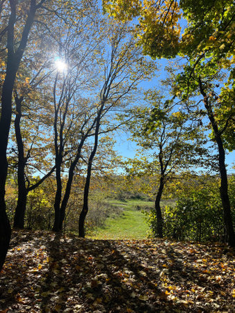 Enjoy a beautiful Autumn Day in the vibrant Forest filled with Sunlight and Colorful Leaves