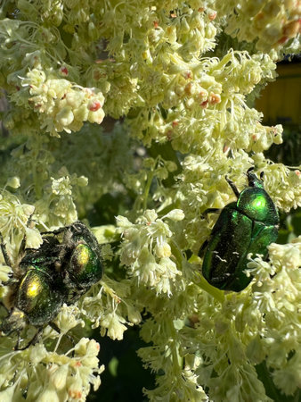 Captivating Shiny Green Beetles Found on a Beautiful Flowering Plant in Natures Garden