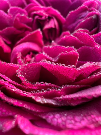 Captivating CloseUp View of Dewy and Beautiful Pink Rose Petals Glistening in the Light