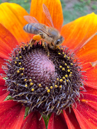 A Bee Expertly Pollinating a Beautifully Vibrant Sunflower in the Midst of Rich Nature and Beauty