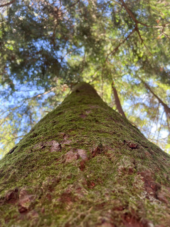 Admiring a Majestic, MossCovered Tree Standing Tall Amidst Natures Beauty and Glory