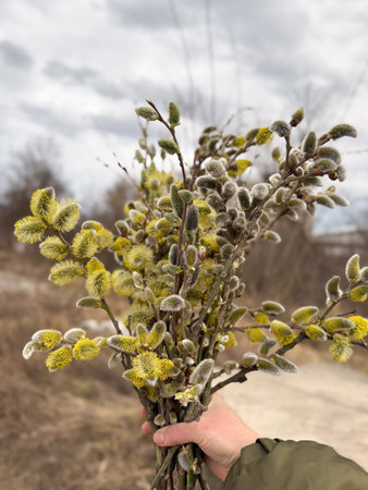 The Beautiful Willow Catkins uniquely decorate Springtime Nature in a breathtaking way