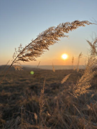 A breathtaking and serene sunset displayed over a vast golden grass field, captivating beautyの写真素材