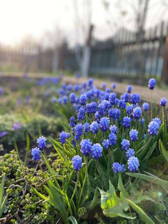 Stunningly Vibrant Blue Spring Flowers Gracefully Blooming in a Beautiful Garden Setting