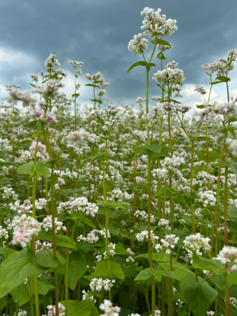 A serene buckwheat field flourishes under dramatic skies, creating a picturesque landscape