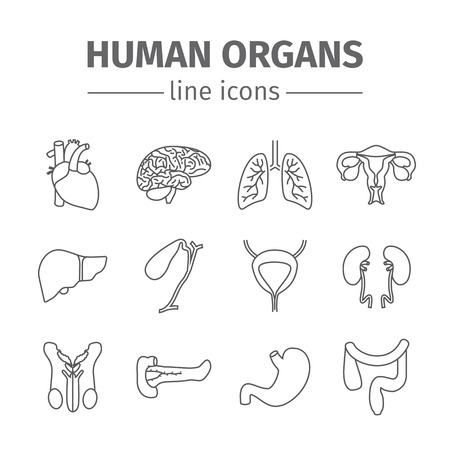 Human organs line icons set.の写真素材