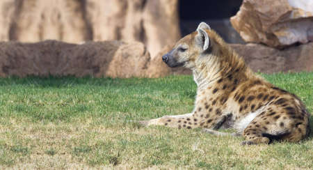 A hyena taking a break in a zooの写真素材
