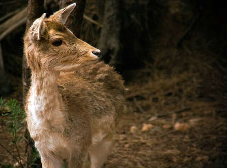 beautiful deer in the forestの写真素材