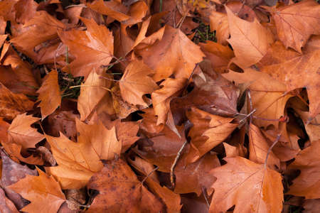 leafs on the ground, for autumn backgrounds