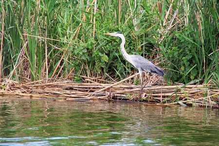 heron in albufera natural reserve, in Valencia の写真素材