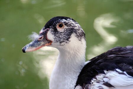 duck swimming in a lakeの写真素材