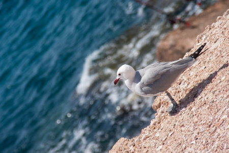 a seagull in a rock over the seaの写真素材