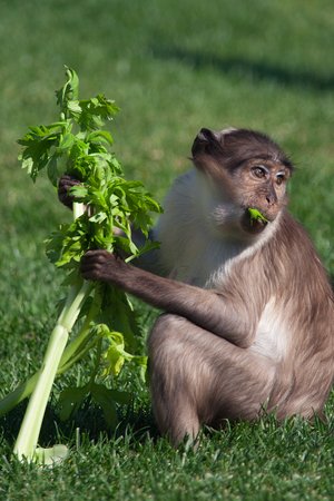 a little monkey eating peacefully